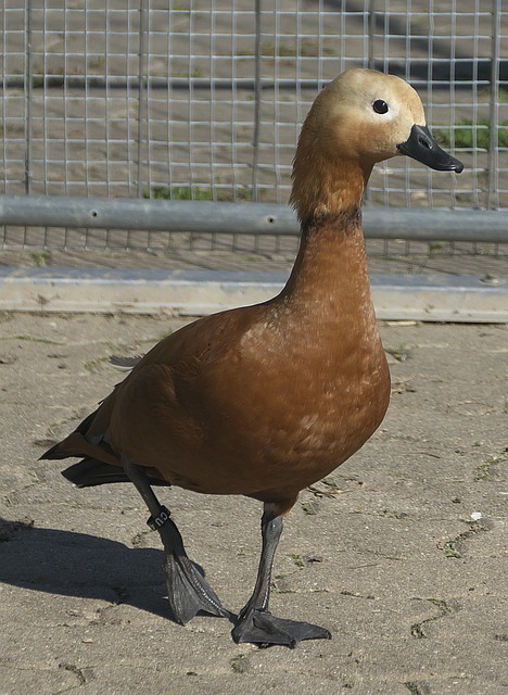 进行调整和